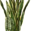 Vrouwentong (Sansevieria Trifasciata 'Laurentii') D 30 H 100 Cm
