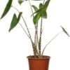 Olifantsoor (Alocasia Zebrina) D 14 H 45 Cm -Groene Tuin Winkel 8717263546566