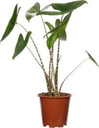 Olifantsoor (Alocasia Zebrina) D 14 H 45 Cm