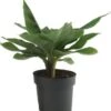 Bananenplant (Musa 'Tropicana') D 17 H 50 Cm -Groene Tuin Winkel 8717263546603 1