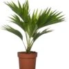 Waaierpalm (Livistona Rotundifolia) D 12 H 35 Cm -Groene Tuin Winkel 8717263546610 1