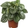 Watermeloenplant (Peperomia Argyreia) D 15 H 25 Cm -Groene Tuin Winkel 8717263546801
