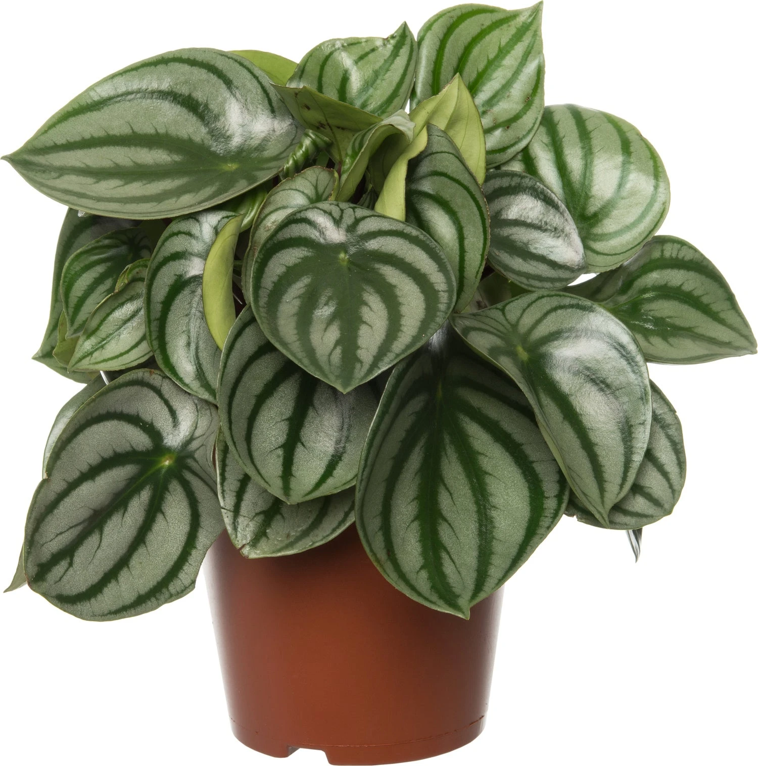 Watermeloenplant (Peperomia Argyreia) D 15 H 25 Cm 3 Watermeloenplant (Peperomia Argyreia) D 15 H 25 Cm
