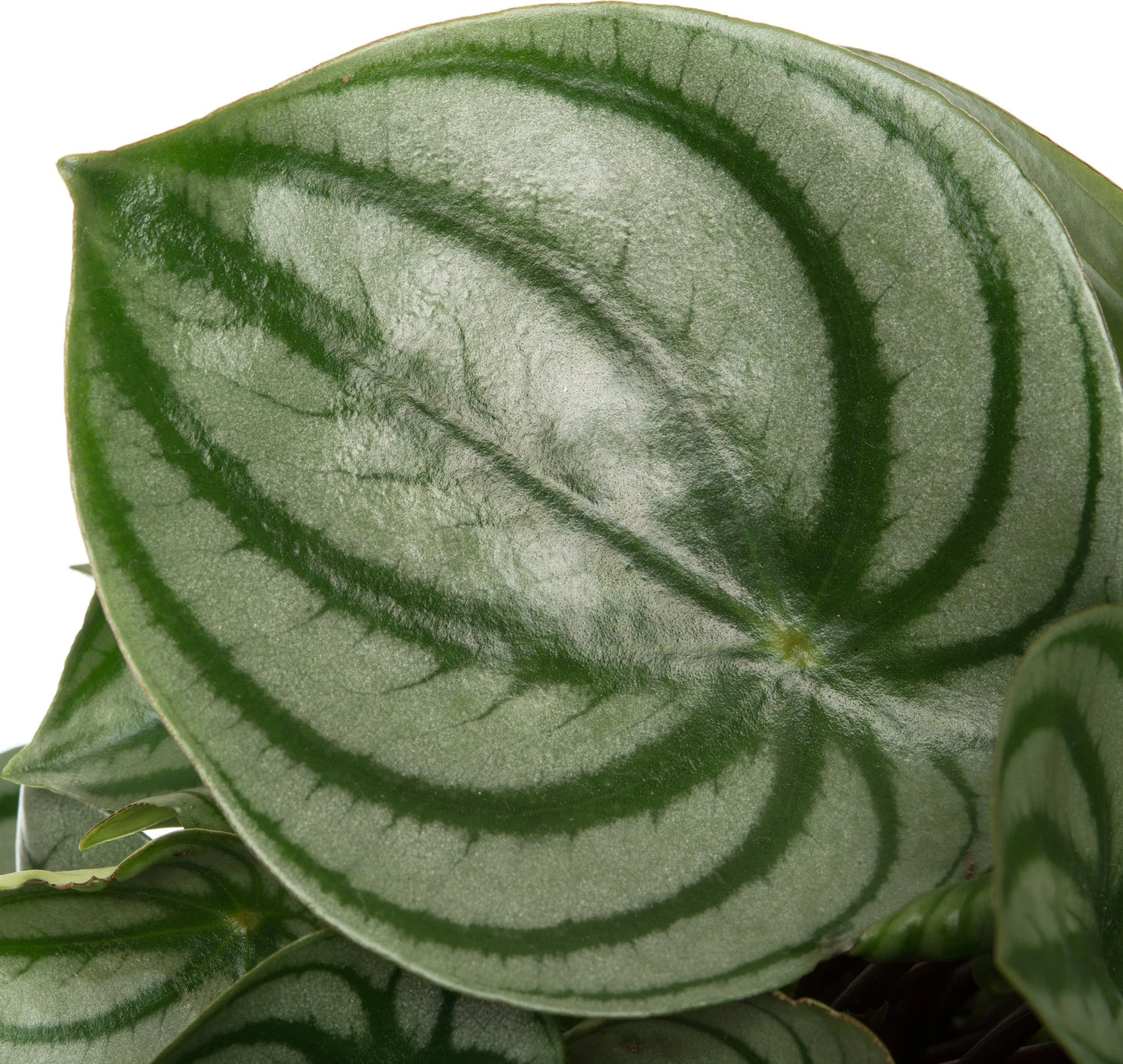 Watermeloenplant (Peperomia Argyreia) D 15 H 25 Cm 4 Watermeloenplant (Peperomia Argyreia) D 15 H 25 Cm - Afbeelding 2