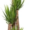 Yucca (Yucca Elephantipes) D 32 H 160 Cm -Groene Tuin Winkel 8717263547051 1