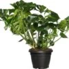 Gatenplant (Monstera Deliciosa) D 35 H 85 Cm -Groene Tuin Winkel 8717263547525