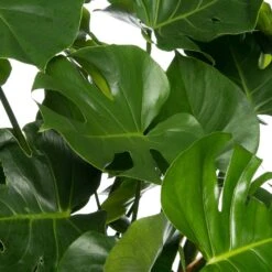 Gatenplant (Monstera Deliciosa) D 35 H 85 Cm -Groene Tuin Winkel 8717263547525 2
