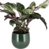 Bonte Calathea (Calathea 'Fusion White') D 14 H 40 Cm -Groene Tuin Winkel 8717263547624 0
