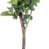 Vioolbladplant Op Stam (Ficus Lyrata) D 34 H 160 Cm