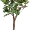 Vioolbladplant Op Stam (Ficus Lyrata) D 55 H 270 Cm 2 Vioolbladplant Op Stam (Ficus Lyrata) D 55 H 270 Cm -Groene Tuin Winkel 8717263547785 1
