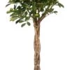 Vingersboom (Schefflera Arboricola 'Compacta') D 27 H 120 Cm -Groene Tuin Winkel 8717263547877