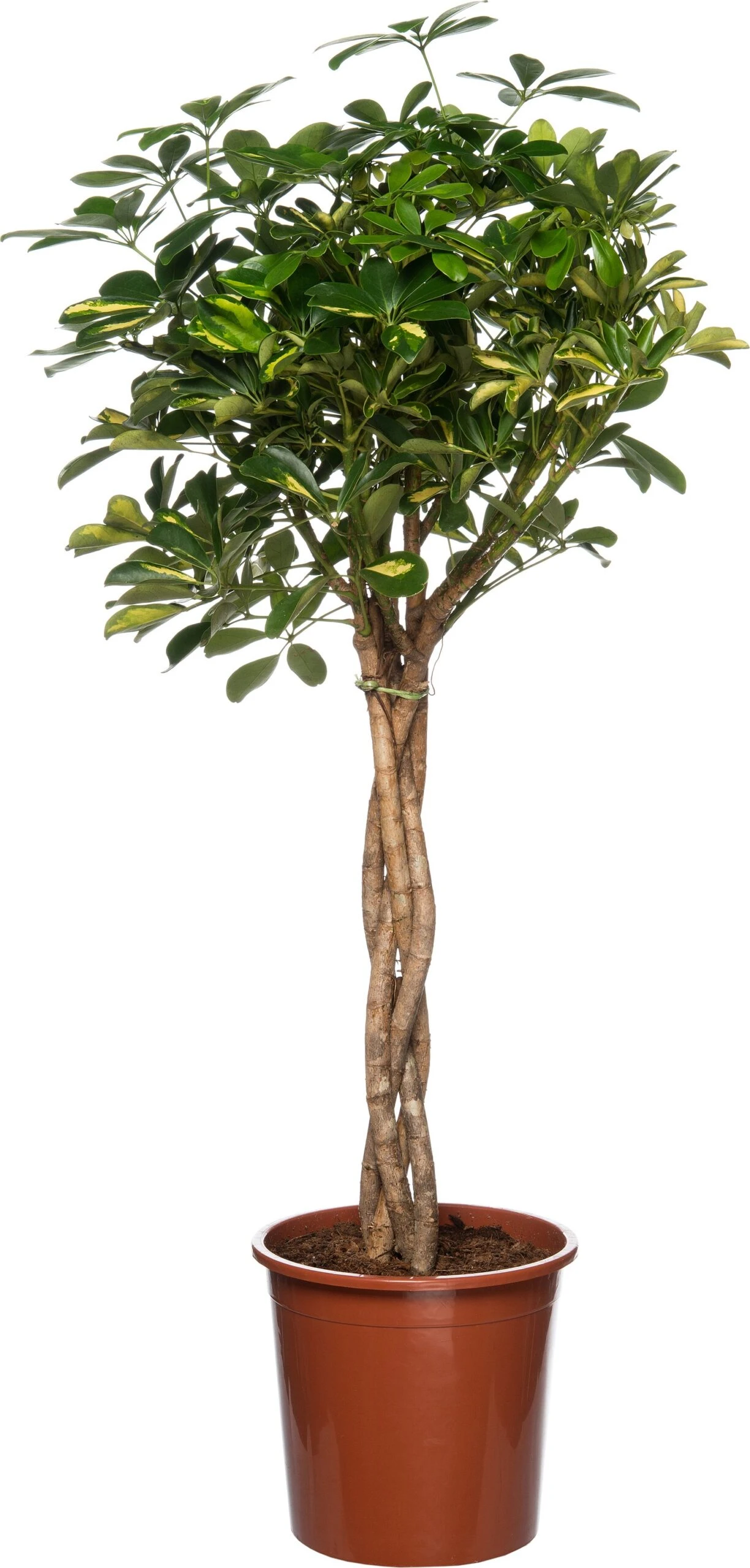 Vingersboom (Schefflera Arboricola 'Compacta') D 27 H 120 Cm 3 Vingersboom (Schefflera Arboricola 'Compacta') D 27 H 120 Cm