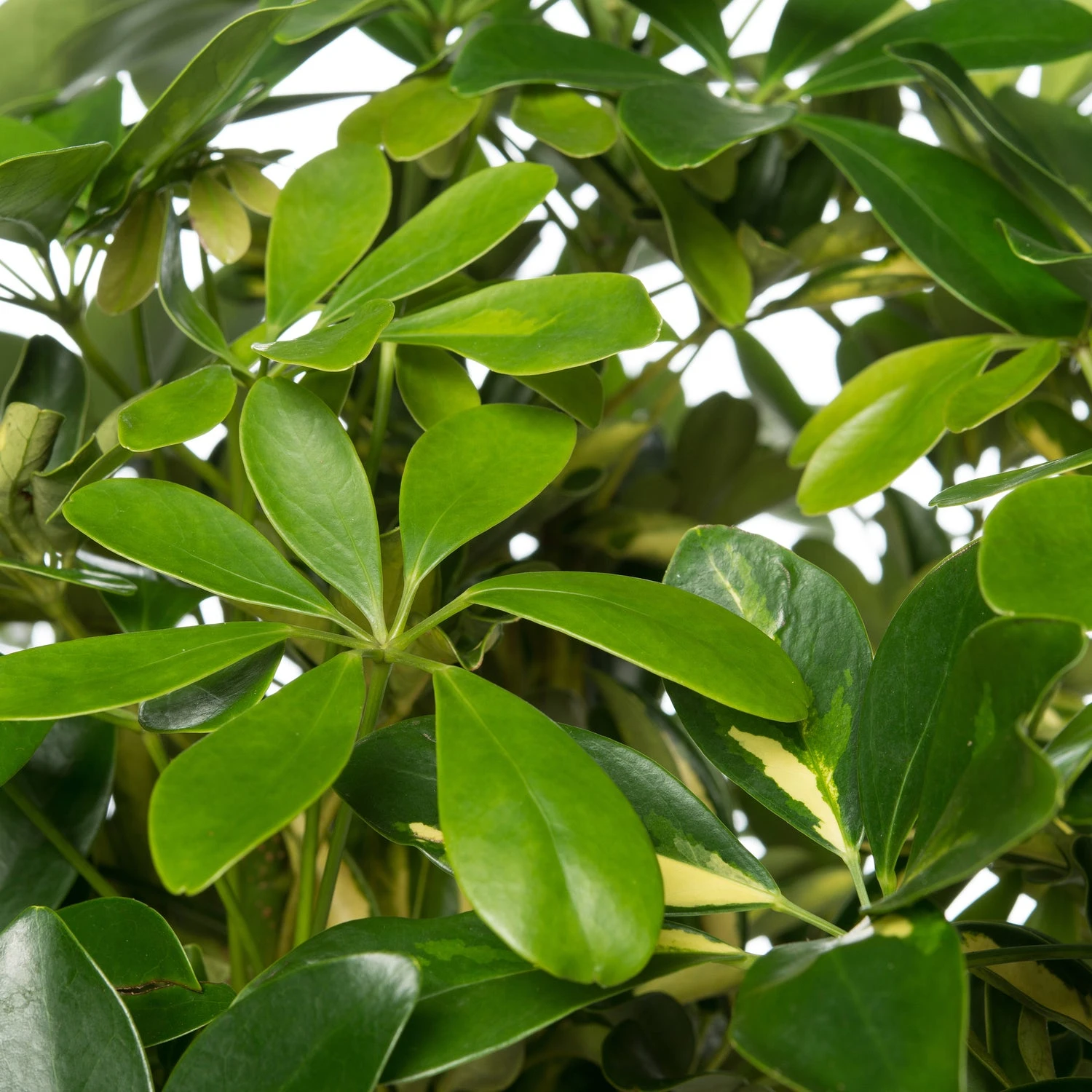 Vingersboom (Schefflera Arboricola 'Compacta') D 27 H 120 Cm 4 Vingersboom (Schefflera Arboricola 'Compacta') D 27 H 120 Cm - Afbeelding 2