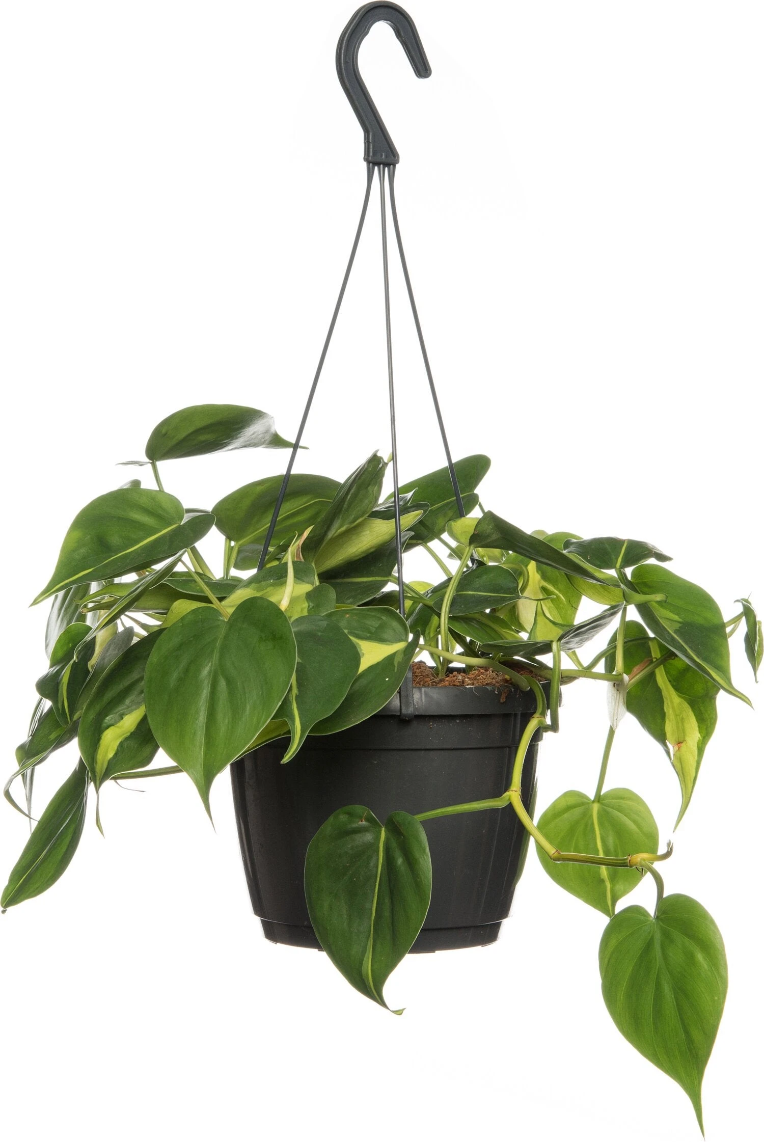 Philodendron In Hangpot (Philodendron Scandens 'Brasil') D 17 H 30 Cm 3 Philodendron In Hangpot (Philodendron Scandens 'Brasil') D 17 H 30 Cm