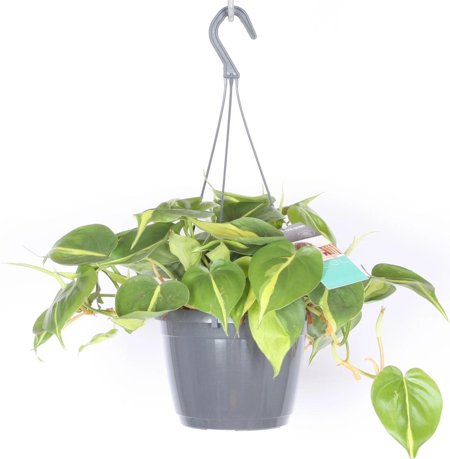 Philodendron In Hangpot (Philodendron Scandens 'Brasil') D 17 H 30 Cm 4 Philodendron In Hangpot (Philodendron Scandens 'Brasil') D 17 H 30 Cm - Afbeelding 2