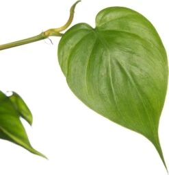 Philodendron In Hangpot (Philodendron Scandens 'Brasil') D 17 H 30 Cm 7 Philodendron In Hangpot (Philodendron Scandens 'Brasil') D 17 H 30 Cm -Groene Tuin Winkel 8717263548102 2