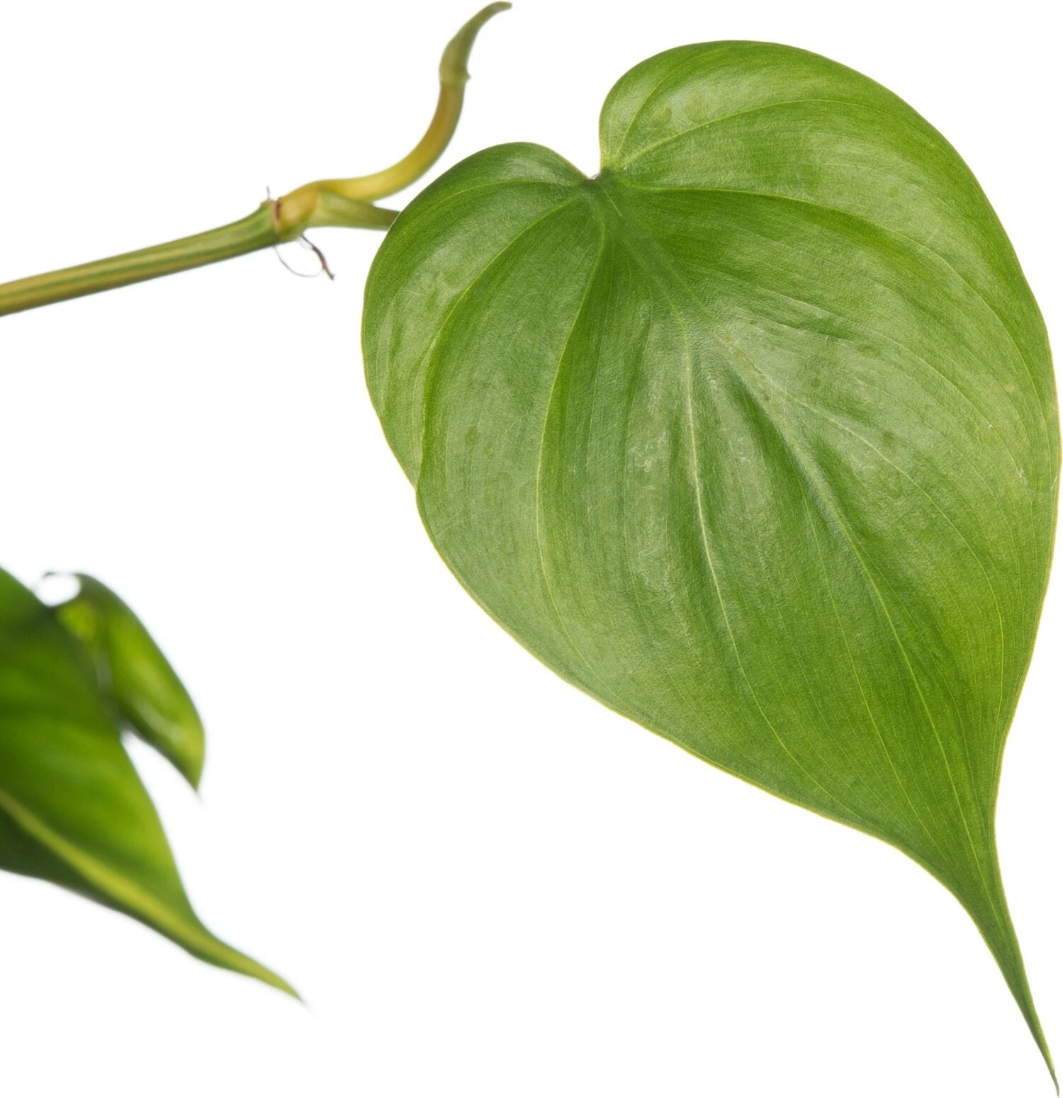 Philodendron In Hangpot (Philodendron Scandens 'Brasil') D 17 H 30 Cm 5 Philodendron In Hangpot (Philodendron Scandens 'Brasil') D 17 H 30 Cm - Afbeelding 3