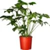 Philodendron (Philodendron 'Fun Bun') D 24 H 110 Cm -Groene Tuin Winkel 8717263548348 0 1
