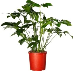 Philodendron (Philodendron 'Fun Bun') D 24 H 110 Cm