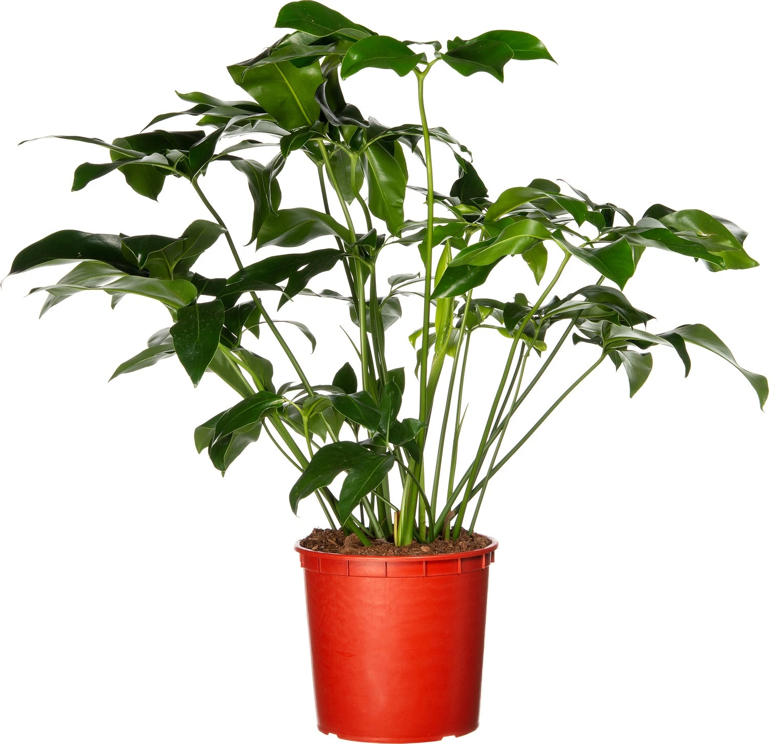 Philodendron (Philodendron 'Fun Bun') D 24 H 110 Cm 3 Philodendron (Philodendron 'Fun Bun') D 24 H 110 Cm