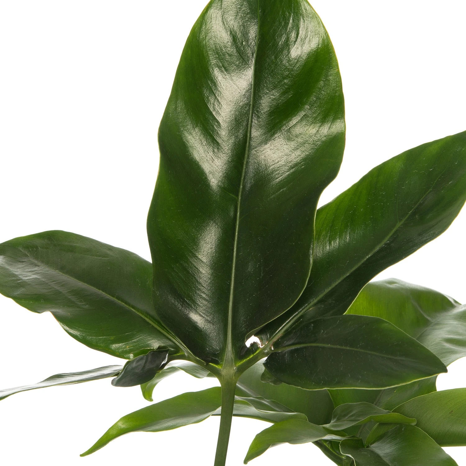 Philodendron (Philodendron 'Fun Bun') D 24 H 110 Cm 4 Philodendron (Philodendron 'Fun Bun') D 24 H 110 Cm - Afbeelding 2