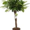 Groene Vijg (Ficus Cyathistipula) D 24 H 100 Cm