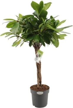 Groene Vijg (Ficus Cyathistipula) D 24 H 100 Cm