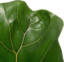 Vioolbladplant (Ficus Lyrata) D 17 H 65 Cm -Groene Tuin Winkel 8717263549109 2