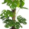 Gatenplant Op Mosstok (Monstera Pertusum) D 24 H 120 Cm -Groene Tuin Winkel 8717263549116