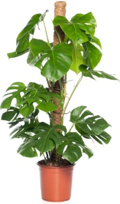 Gatenplant Op Mosstok (Monstera Pertusum) D 24 H 120 Cm