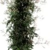 Jasmijn (Jasminum Polyanthum) Piramide D 17 H 70 Cm -Groene Tuin Winkel 8717263564058