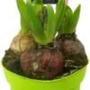 Hyacint (Hyacinthus Orientalis 'Festival') D 12 H 12 Cm -Groene Tuin Winkel 8717263634201 1