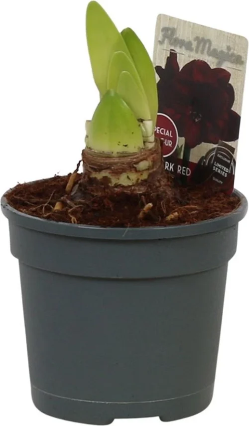 Amaryllis (Hippeastrum 'Dark Red') D 13 H 25 Cm