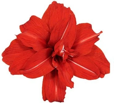 Amaryllis (Hippeastrum 'Red Peacock') D 13 H 25 Cm 4 Amaryllis (Hippeastrum 'Red Peacock') D 13 H 25 Cm - Afbeelding 2