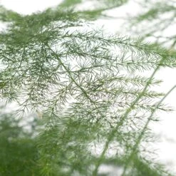 Sierasperge (Asparagus Setaceus) D 13 H 30 Cm -Groene Tuin Winkel 8717263641025 1 1