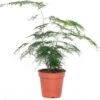 Sierasperge (Asparagus Setaceus) D 13 H 30 Cm -Groene Tuin Winkel 8717263641025 3 1