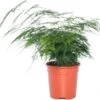 Sierasperge (Asparagus Setaceus) D 17 H 45 Cm -Groene Tuin Winkel 8717263641032 3