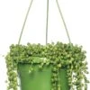 Erwtenplant In Hangpot (Senecio Rowleyanus) D 14 H 30 Cm -Groene Tuin Winkel 8717263641063