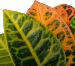 Croton (Codiaeum Variegatum 'Petra') D 17 H 50 Cm -Groene Tuin Winkel 8717263641391 2