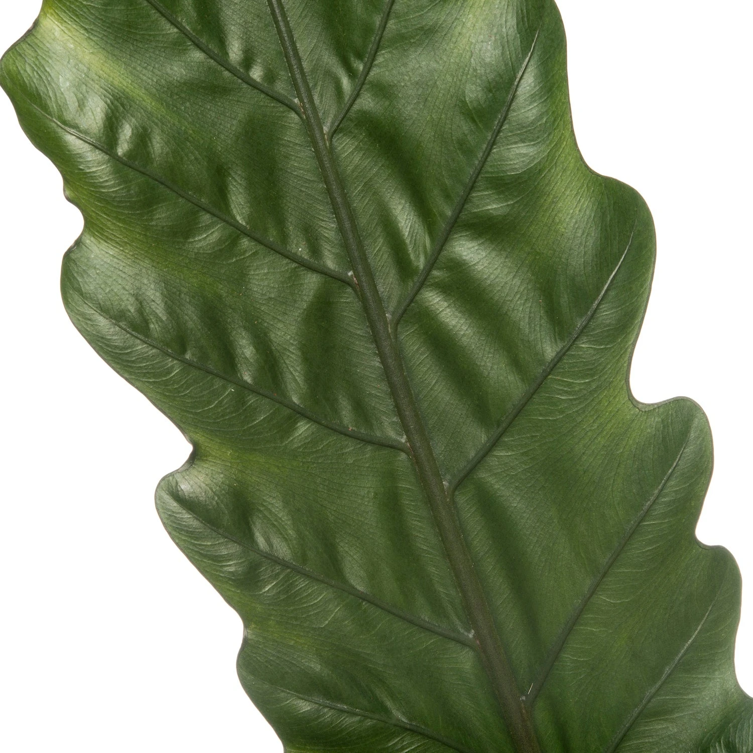 Olifantsoor (Alocasia Lauterbachiana) D 19 H 75 Cm 4 Olifantsoor (Alocasia Lauterbachiana) D 19 H 75 Cm - Afbeelding 2