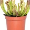 Trompetbekerplant (Sarracenia) D 8,5 H 40 Cm -Groene Tuin Winkel 8717263641490