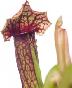Trompetbekerplant (Sarracenia) D 8,5 H 40 Cm -Groene Tuin Winkel 8717263641490 2