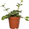 Peperomia (Peperomia Tetraphylla 'Hope') D 12 H 15 Cm -Groene Tuin Winkel 8717263641957