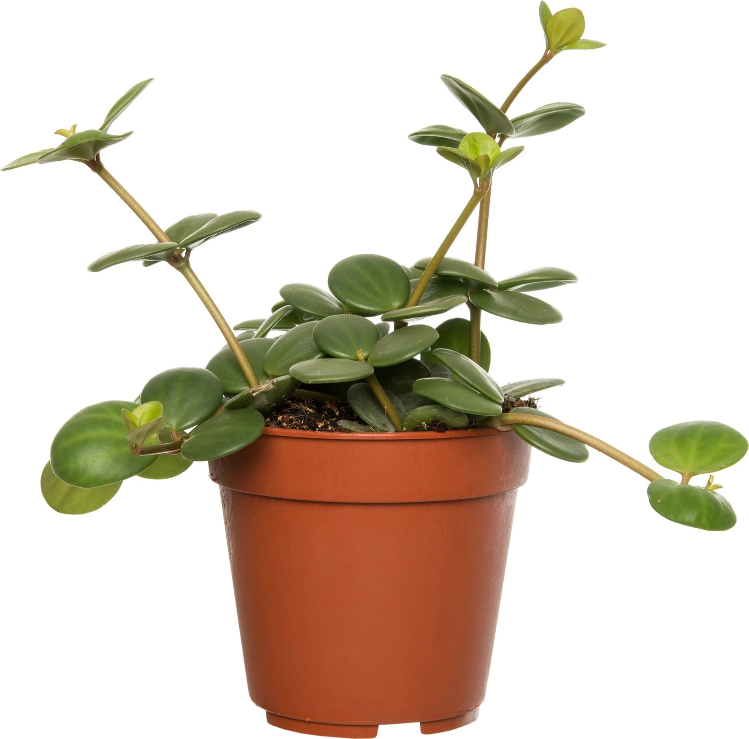Peperomia (Peperomia Tetraphylla 'Hope') D 12 H 15 Cm 3 Peperomia (Peperomia Tetraphylla 'Hope') D 12 H 15 Cm