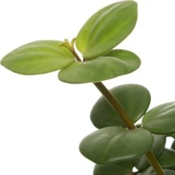Peperomia (Peperomia Tetraphylla 'Hope') D 12 H 15 Cm 5 Peperomia (Peperomia Tetraphylla 'Hope') D 12 H 15 Cm -Groene Tuin Winkel 8717263641957 2