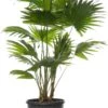 Waaierpalm (Livistona Rotundifolia) D 21 H 65 Cm 1 Waaierpalm (Livistona Rotundifolia) D 21 H 65 Cm -Groene Tuin Winkel 8717263644460 1
