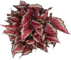 Bladbegonia (Begonia Rex (MC) 'Spitfire') D 12 H 25 Cm