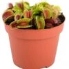 Venusvliegenvanger (Dionaea Muscipula) D 12 H 20 Cm -Groene Tuin Winkel 8717263644484 1