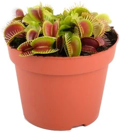 Venusvliegenvanger (Dionaea Muscipula) D 12 H 20 Cm 3 Venusvliegenvanger (Dionaea Muscipula) D 12 H 20 Cm
