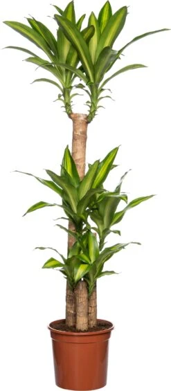 Drakenbloedboom (Dracaena Fragrans 'Massangeana') D 24 H 125 Cm